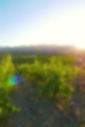 Image by Lasseter Winery