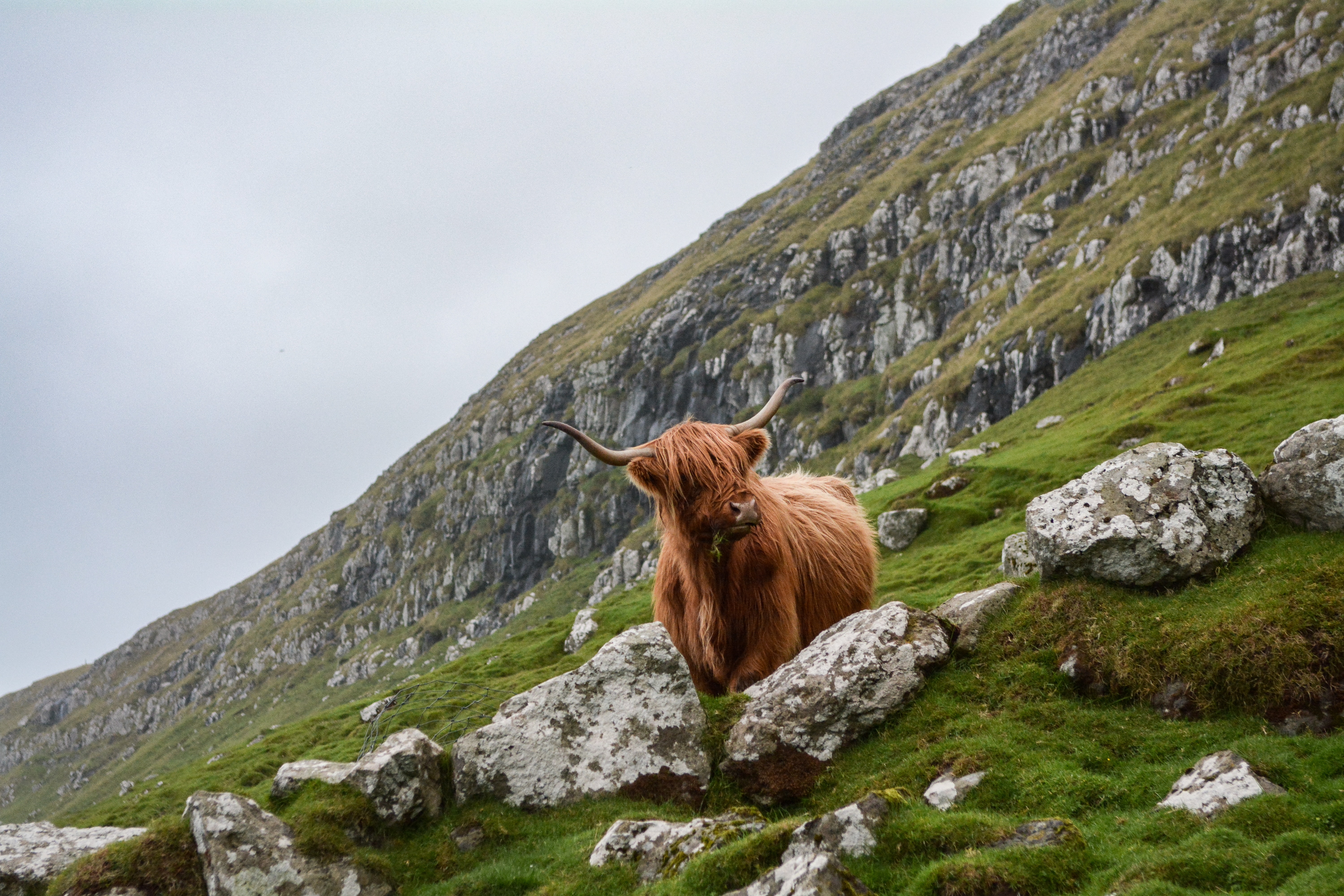 A highland cow in the Scottish Highlands