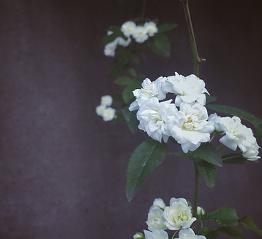 Image by Shin Roran