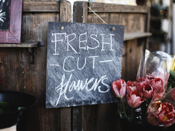 Dutch Horticulture Receives 600 M in Governmental Help
