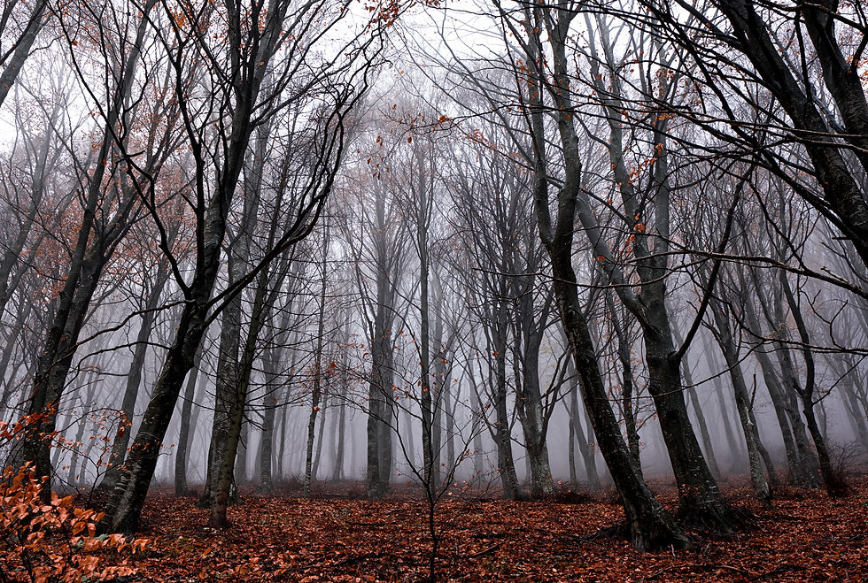 Image by Riccardo Chiarini