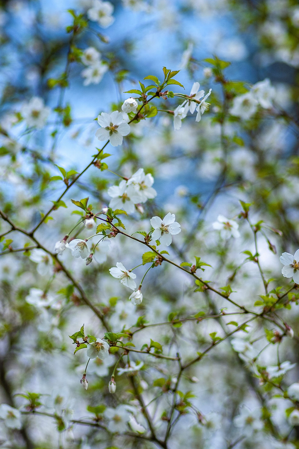 Elderflower head with butterfly