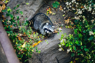 Image by Dan Gold