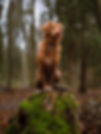 Best, qualified, experienced dog walker, pet sitter, equine care in Surrey Hills countryside: Great Bookham, Little Bookham, Leatherhead, Fetcham, Effingham, Ockham, East Horsley, West Horsley, East Clandon, West Clandon, Mickleham, Westhumble, Dorking, Ranmore, Wotton, Abinger, Gomshall, Shere, Albury, Stoke d’Abernon, Downside, Cobham, Oxshott, Ripley, Wisley