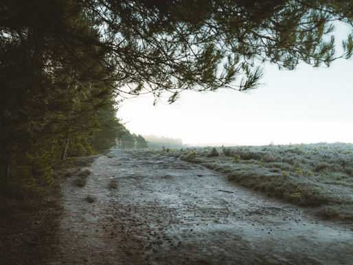 Morning Walk
