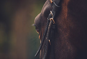 Image by Caroline Ziemkiewicz