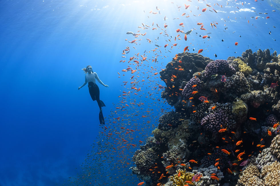 Woman free diving in a coral reef