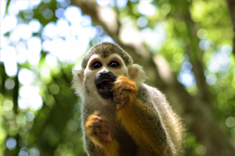 Squirrel Monkey (Mono Titi)