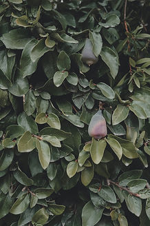Image by Anya Chernykh