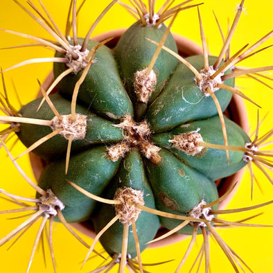 Stress, anxiété, mal-être, gestion des émotions...