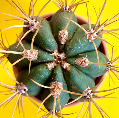 Stress, anxiété, mal-être, gestion des émotions...