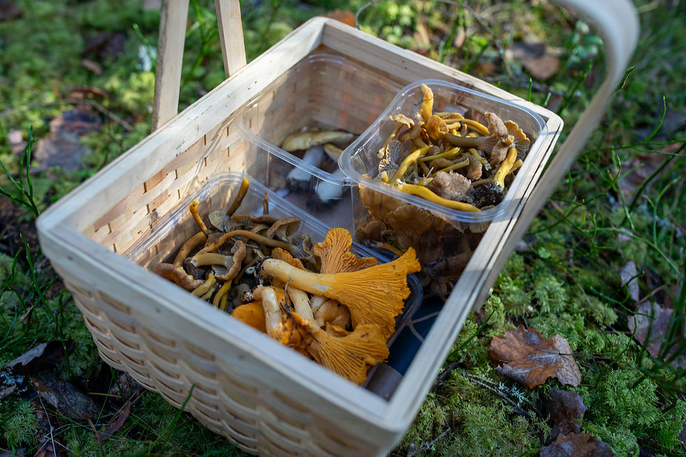 an image of foods that have been foraged in a basket