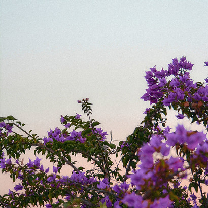 Image by Christina Deravedisian