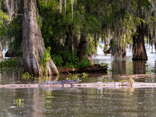 Louisiana Marsh