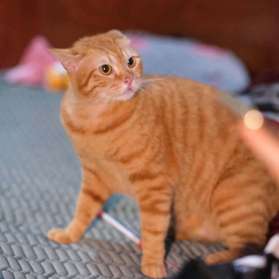 ree