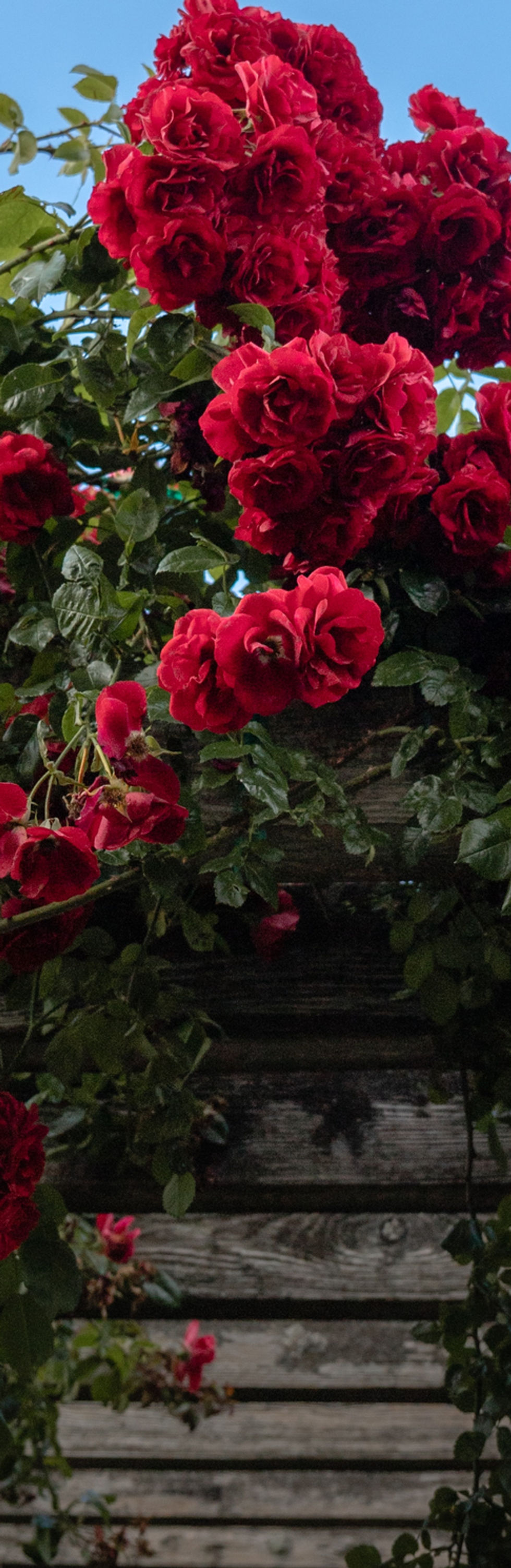 Image by Mahosadha Ong