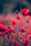 Image by RoonZ nl