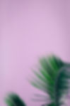 Image by Daniel Dara