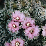 Peyote oder Peyote enthält Meskalin, eine wichtige und uralte psychedelische Substanz
