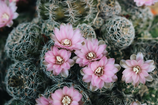Image by Lindsey