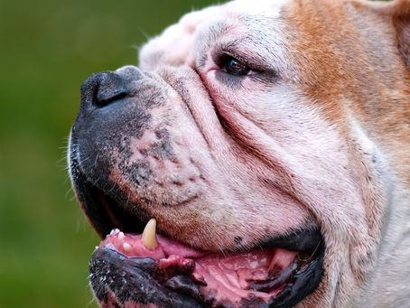 The Olde English Bulldogge: A Complete Guide to a Healthier, More Athletic Bulldog