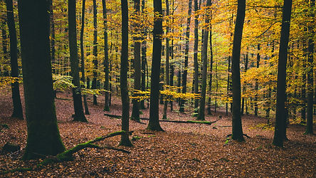 Image by Francesco Gallarotti