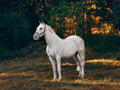 Horse – Are you ready?