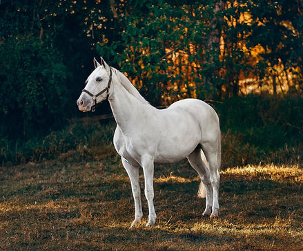 Image by Helena Lopes