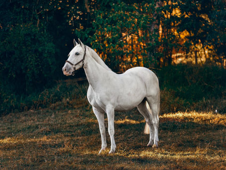 Horse – Are you ready?