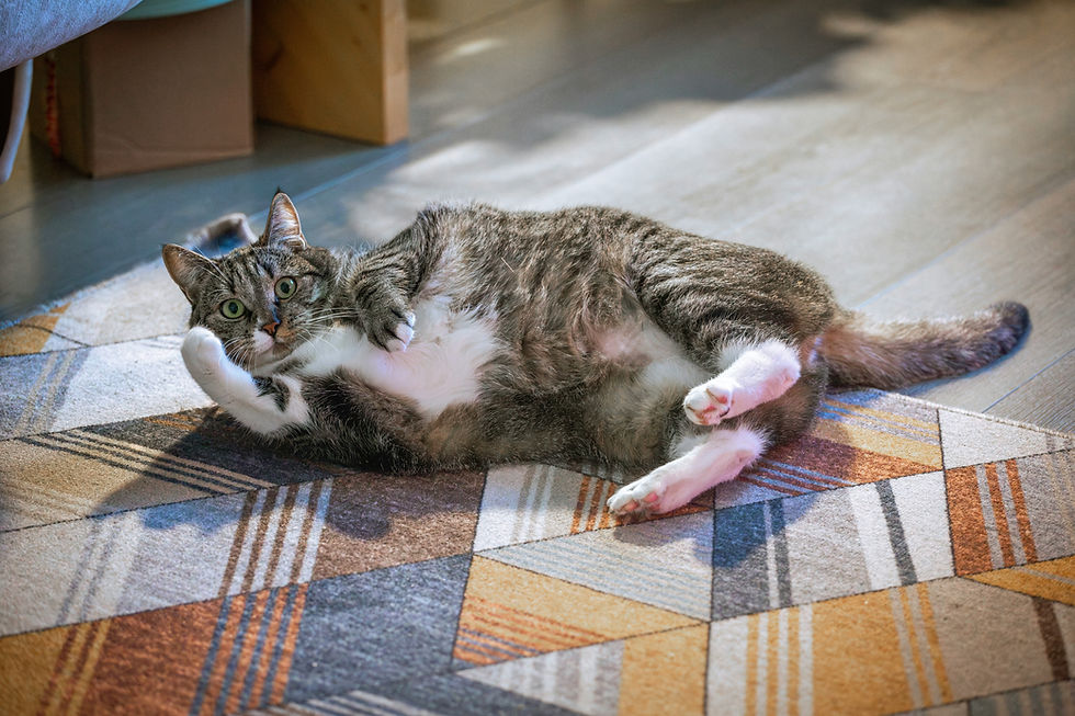 ¿Por qué los gatos odian que les acaricien la barriga?