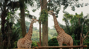 Giraffes in a rainforest enclosure at Singapore Zoo