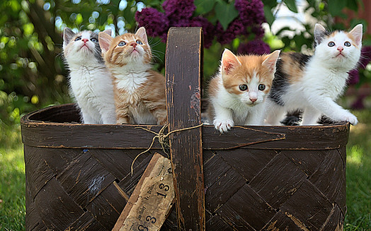 Image by Jari Hytönen