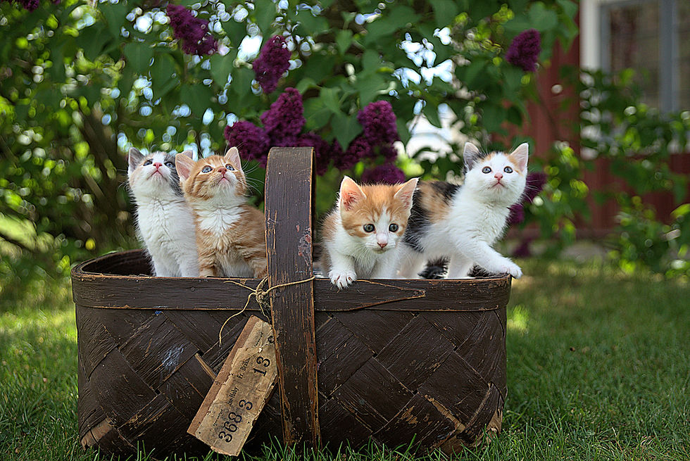 Basket of kittens posted on veterinary social media