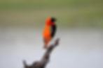 Birds Say the Darndest Things (Family Programs)