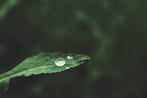 Image by Leigh Cooper