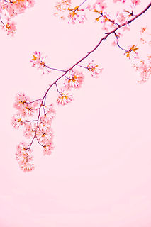 Image by Mi Min