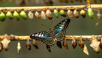 Image by Håkon Grimstad