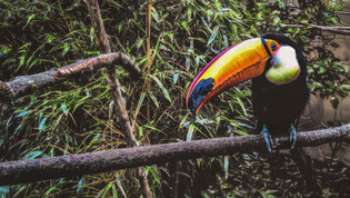Aviary Themed Trips