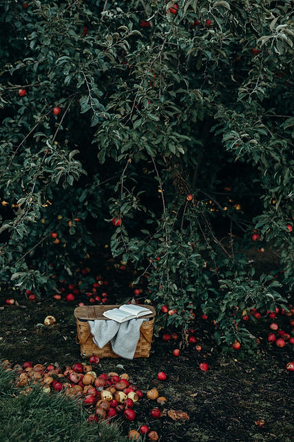 Image by Liana Mikah