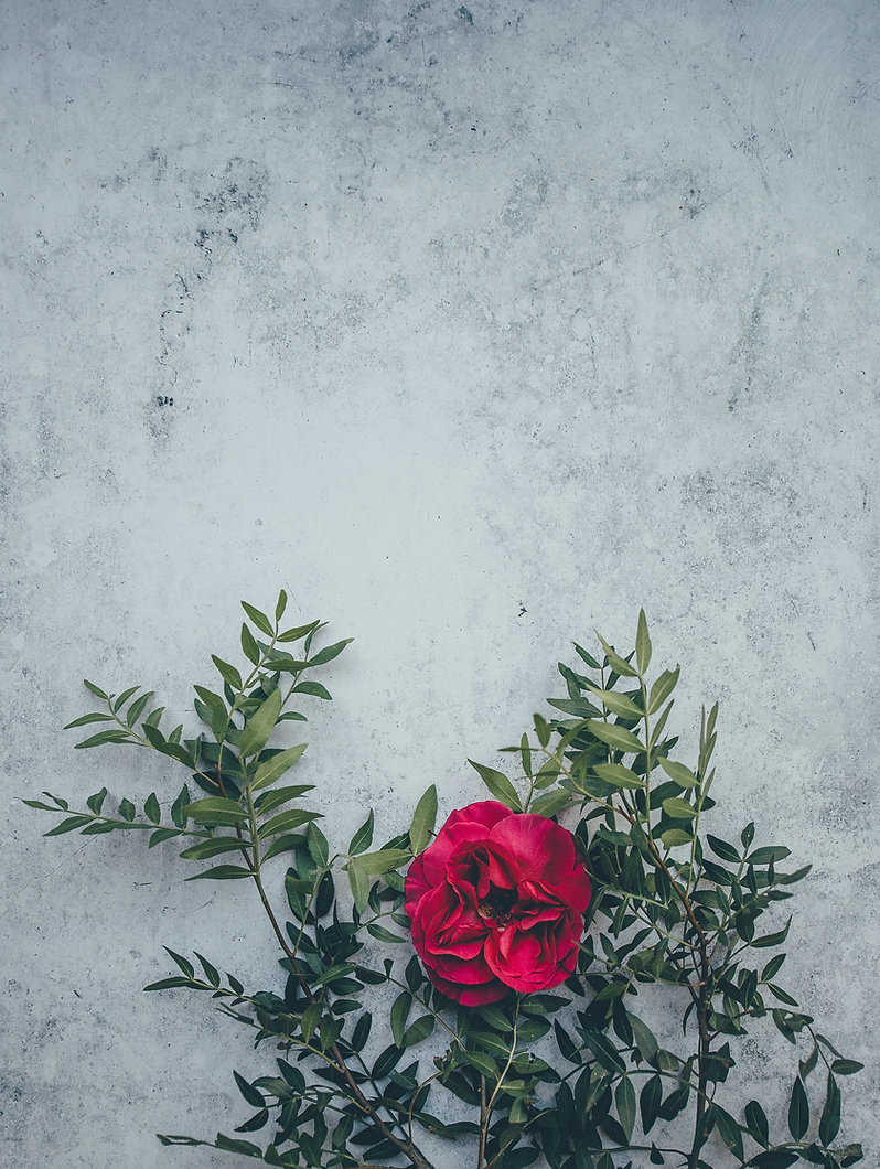 Image by Annie Spratt