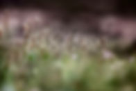 biodiversity in wild Britain Bioasis