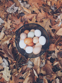 The Rise in Food Allergies. (Are we all becoming more allergic to life?)