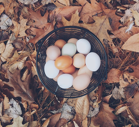 Farm eggs