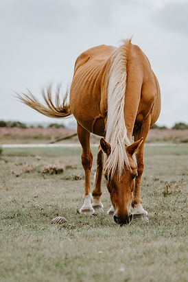 Image by Annie Spratt