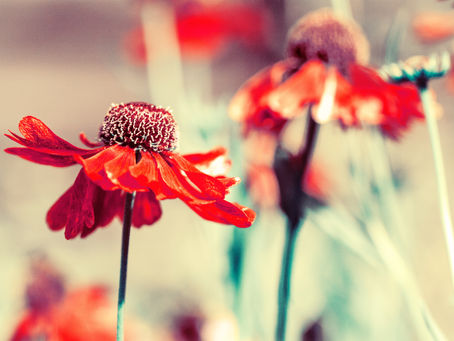 Top Midwest Perennials