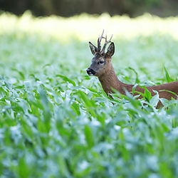 Cerf impressionnant sous les lueurs du soleil couchant, une expérience de safari photographique inoubliable dans le Jura.