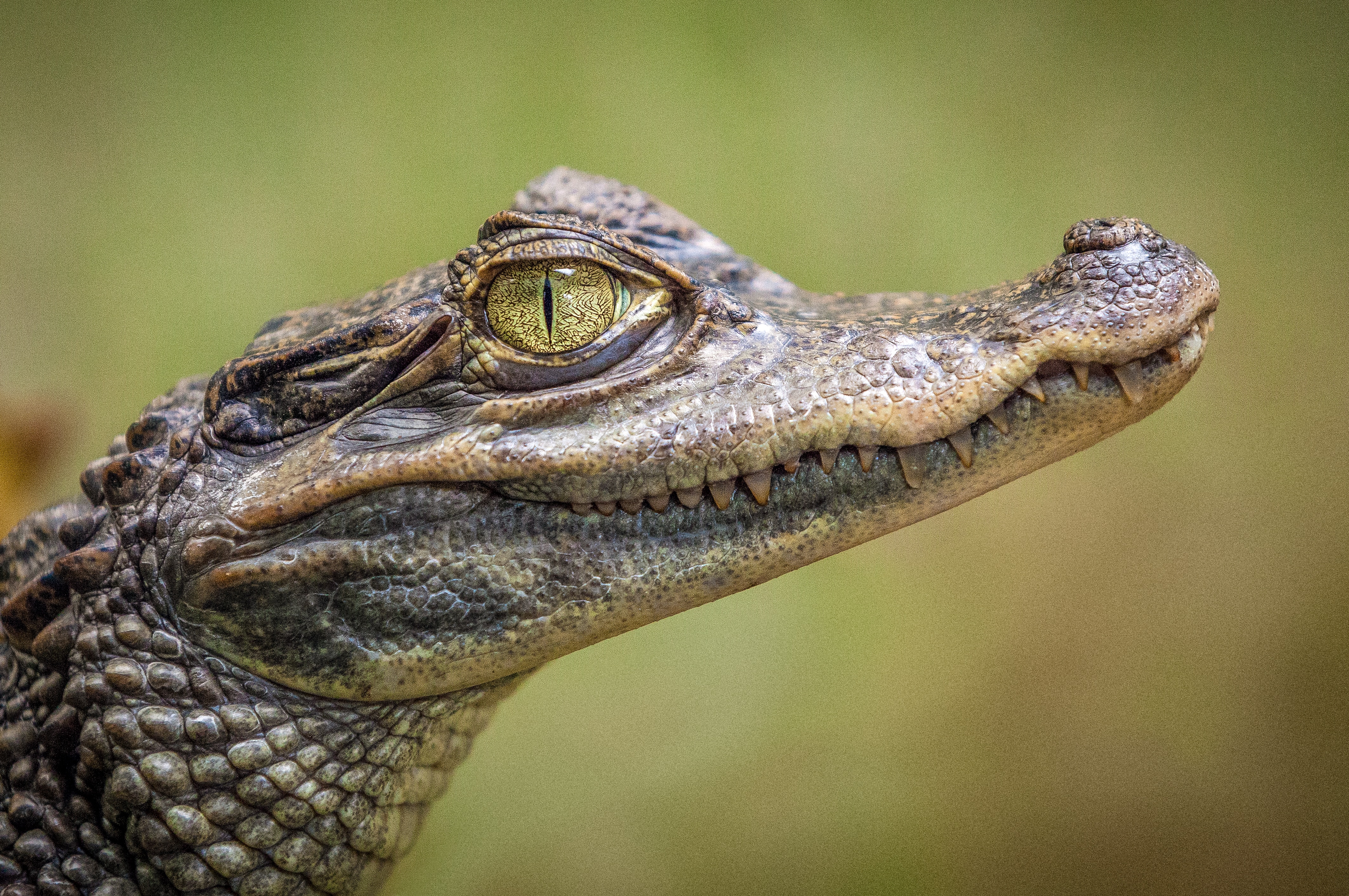 Crocodile face watching you