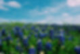 Douglas Landscapes and Irrigation, Texas