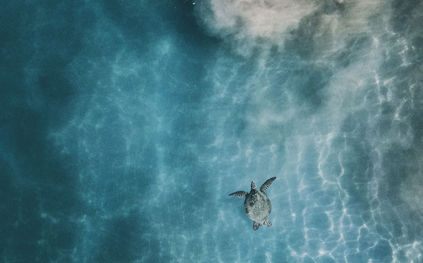 Image by Mitch Meyers