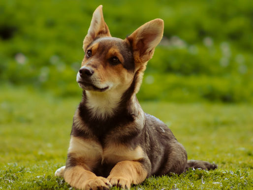 Guidelines for In-Person Puppy Classes